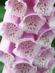 Foxglove Foxglove